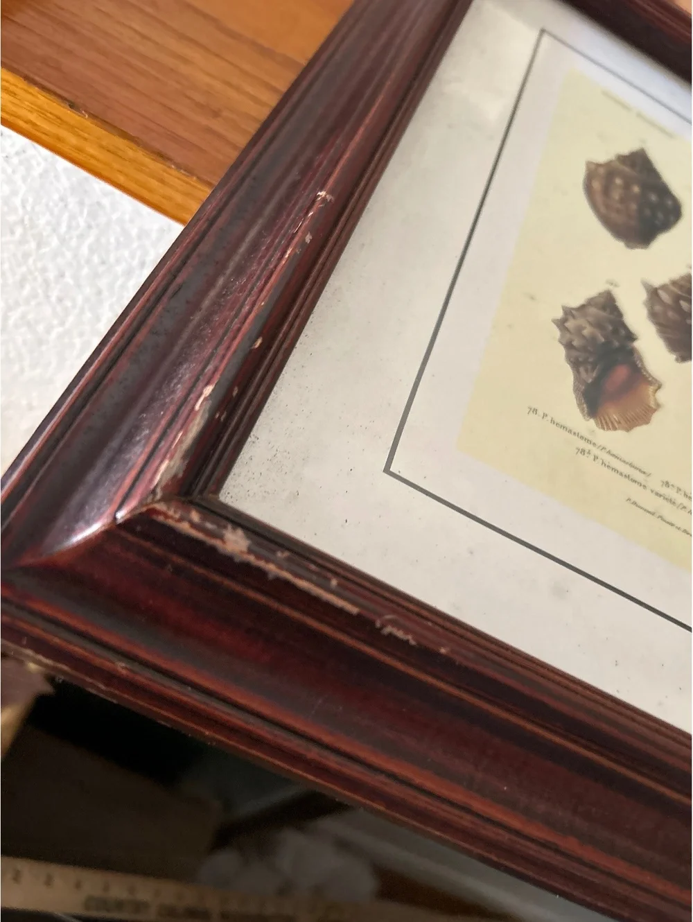 Vintage Wooden Picture Frame with Shell Illustration